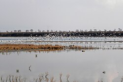 Kalochori Lagoon Λιμνοθάλασσα Καλοχωρίου