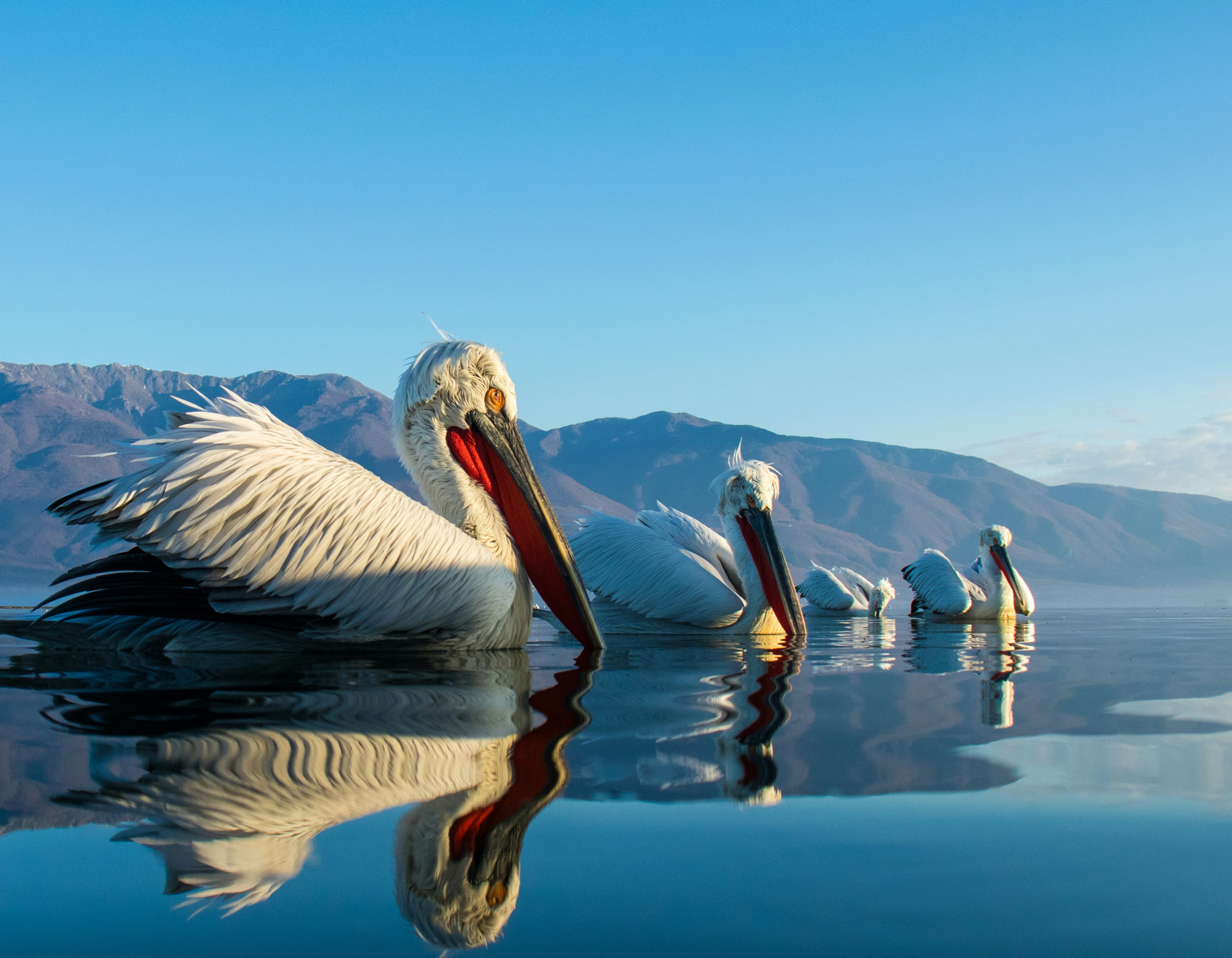 Kerkini Lake national park